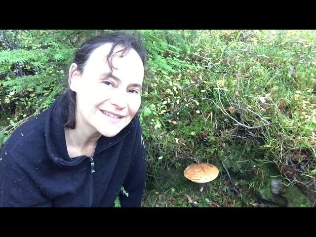 The Fabulous World of Fungi: An Intro