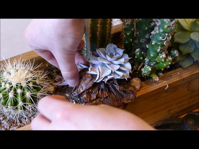 Cacti And Succulent Trough Maintenance (2018)