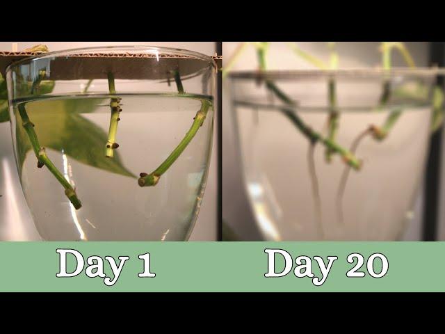 20 Day Time Lapse of Pothos Propagation | Root Development |