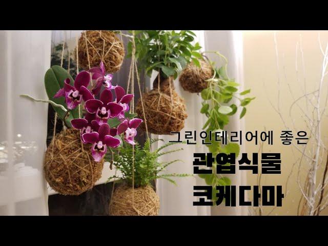 코케다마 만들기- 2 - 관엽식물편/ 공기정화와 아름다운 그린 인테리어의 완성-