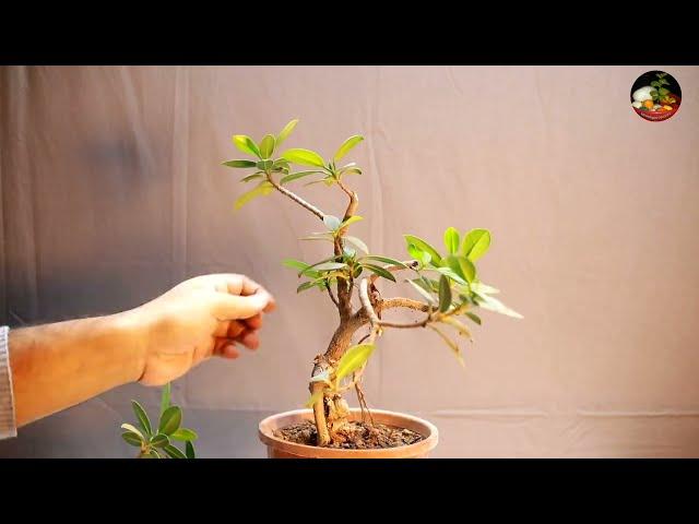 Ficus Plant Pruning & Shifting Plant Orientation || Ficus Bonsai Styling