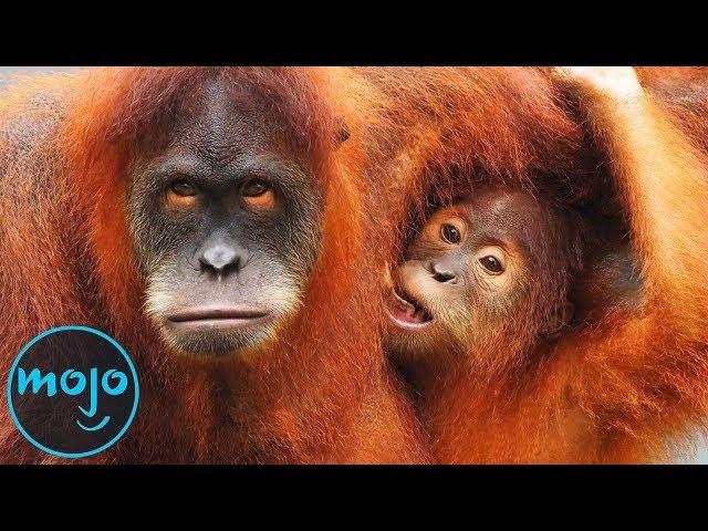 10 Animals That Are Close To Going Extinct