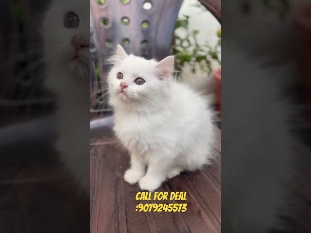 Persian kittens available in jaipur #youtubeshorts #shorts #persiancatseller