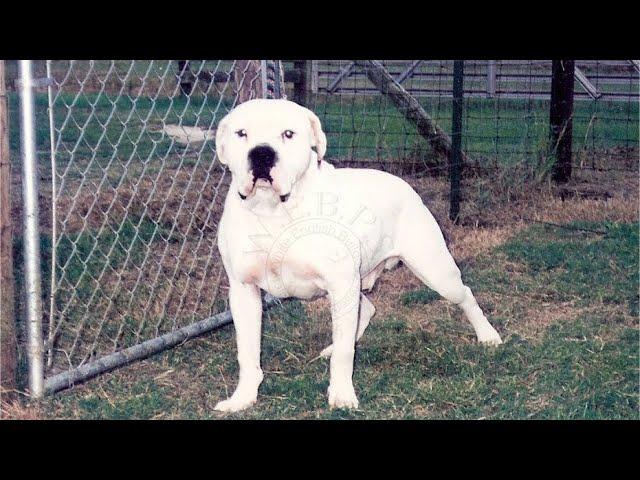 Southern Bulldogs : White English, Old Southern Whites & American Bulldogs.