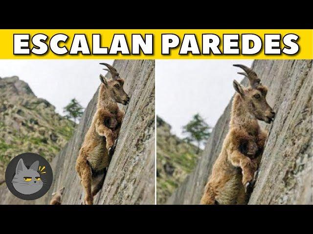 10 Animals With Awesome Skills