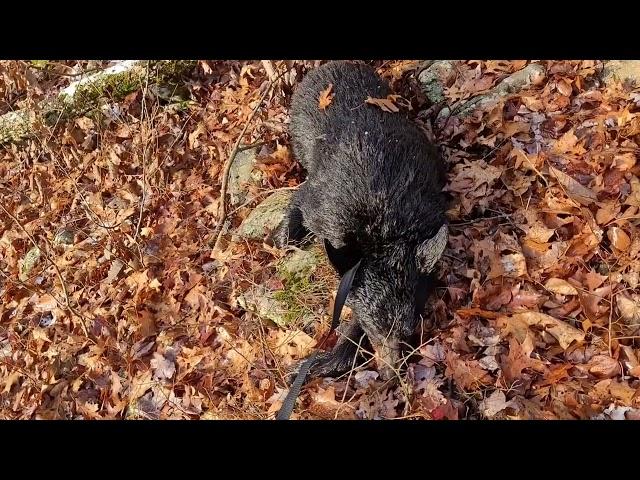 2024 PA Bear Hunt