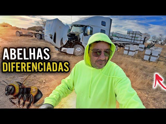 ESSAS ABELHAS SÃO DIFERENCIADAS- ME PERDI CHEGANDO NO CARREGAMENTO- PEGUEI ESTRADAS DE TERRA