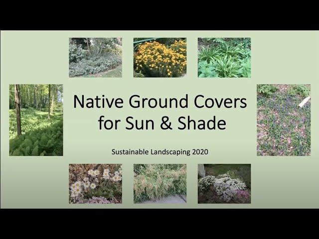 Native Ground Covers for Sun and Shade, 2020