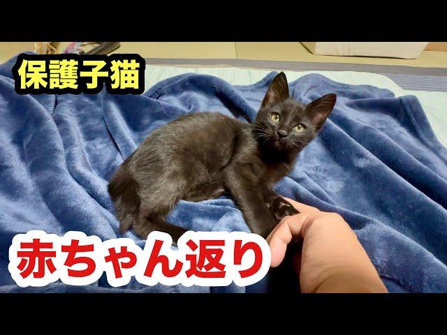 赤ちゃん返りするようなった保護子猫（まだ赤ちゃんか）