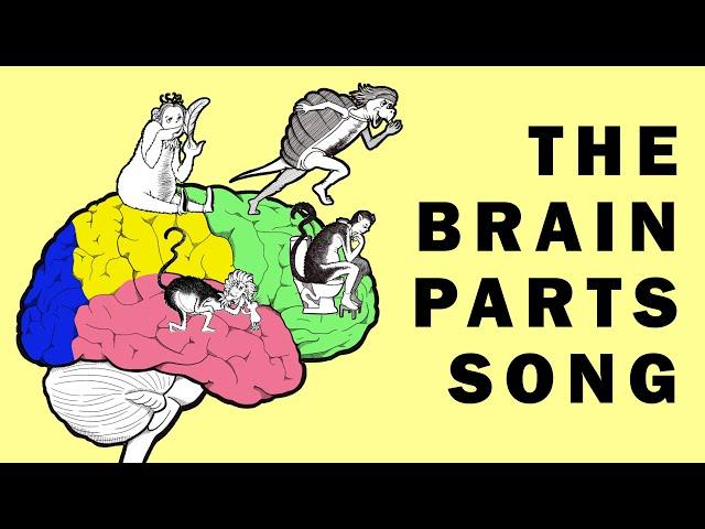 Parts of the Brain Song