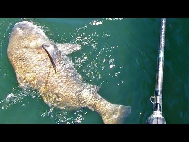 MASSIVE Black Drum on Live Blue Crab (New PB) - Morehead City, NC