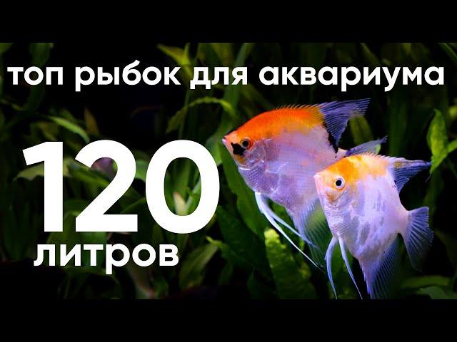 Топ рыбок для аквариума 120 литров