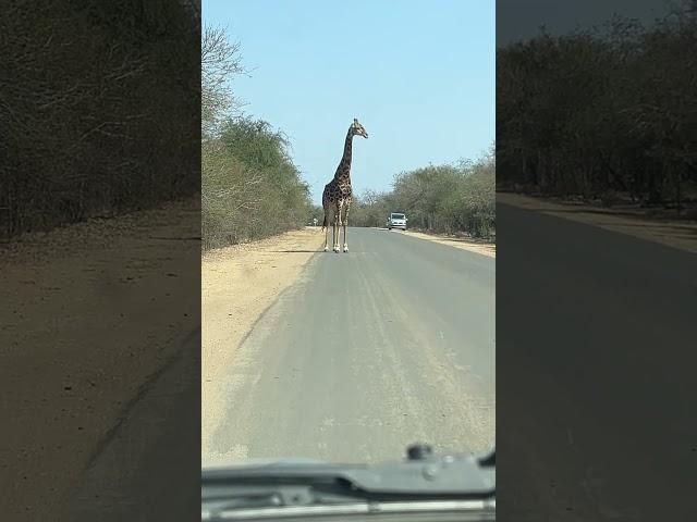 Giraffe on the road