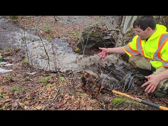 Unclogging Thirsty Tree Culvert Raw Footage