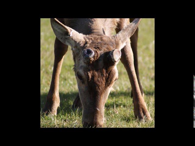 Photo Record of a Red Stags Antler Growth