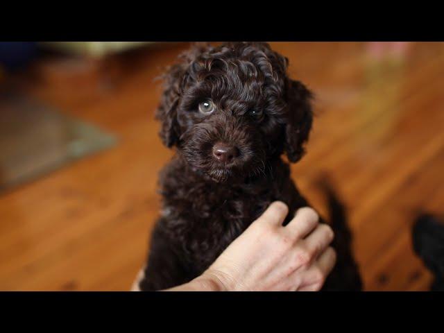 Christmas Toy Cavoodle Puppies - Sydney, Australia