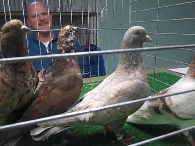 Judging Flying Rollers Faircount Pigeon Show