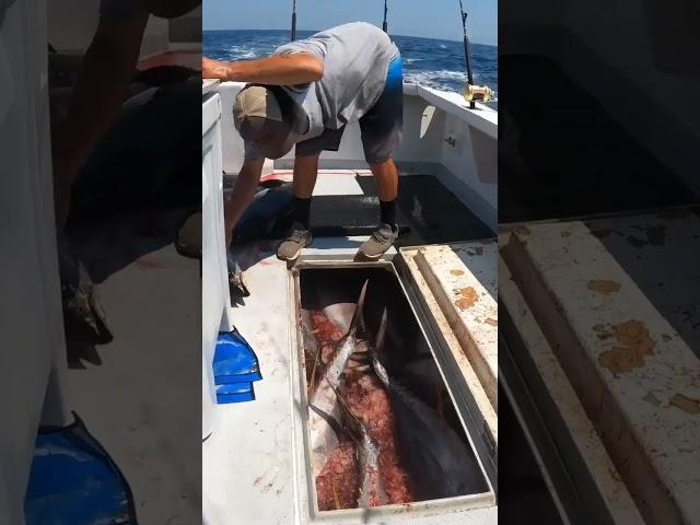 HUGE Tuna Fills HUGE Fish Box! #shorts