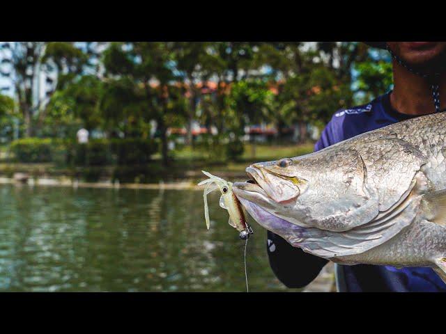 These fish are STRONG! | D'Best Premium Pond | Singapore 2023 |