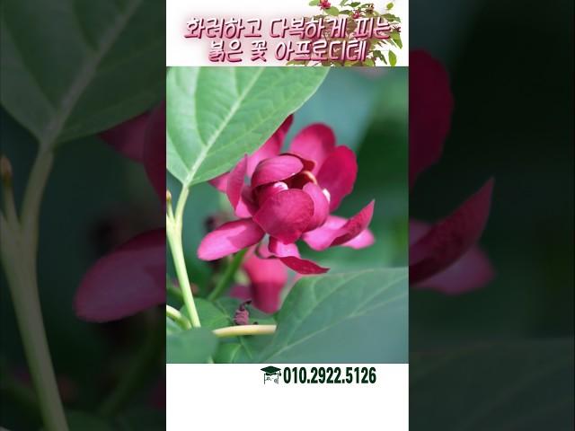 향긋한 냄새와 화려한 꽃의 조화 자주받침꽃 아프로디테를 추천합니다 #가드닝 #정원 #정원꾸미기