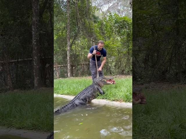 Gator eating rack of ribs #Gator #Alligator #Animals #Dangerous ￼