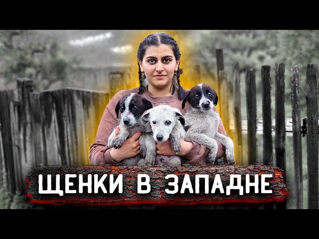 Щенки в западне, всех забрать не удалось, только слабых. Хозяева кормили их газеткой.