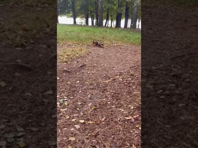 About a squirrel with a torn ear
