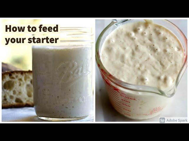 How to feed your sourdough starter