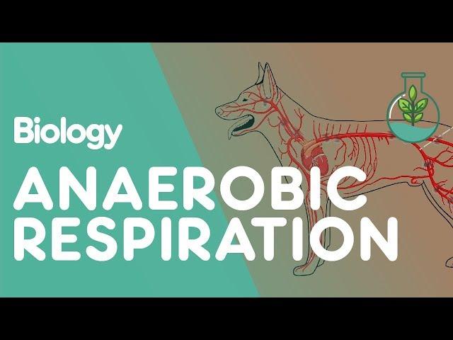 What Is Anaerobic Respiration | Physiology | Biology | FuseSchool