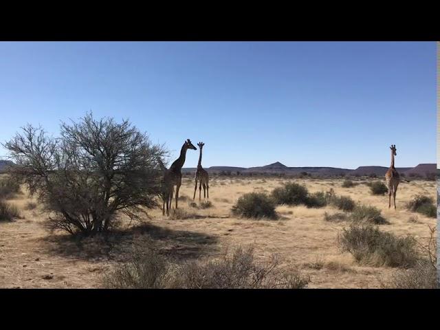 Giraffes