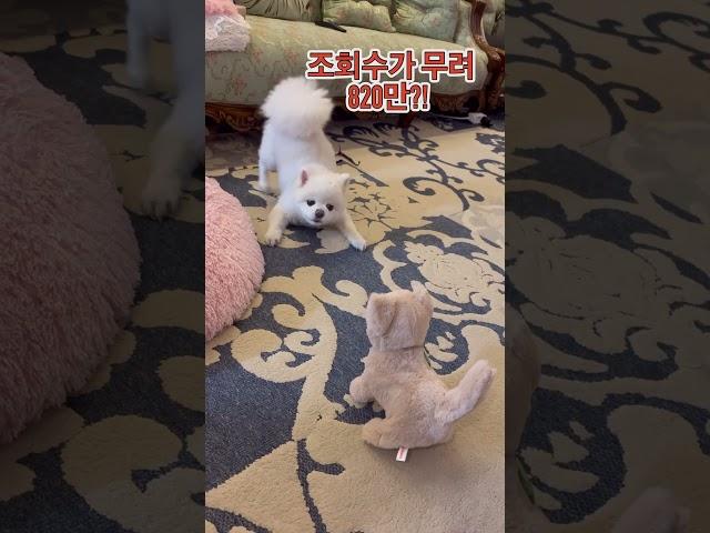 이영상 보셨나요? 조회수가 820만!! #샤샤의하루 #doglover #dogshorts