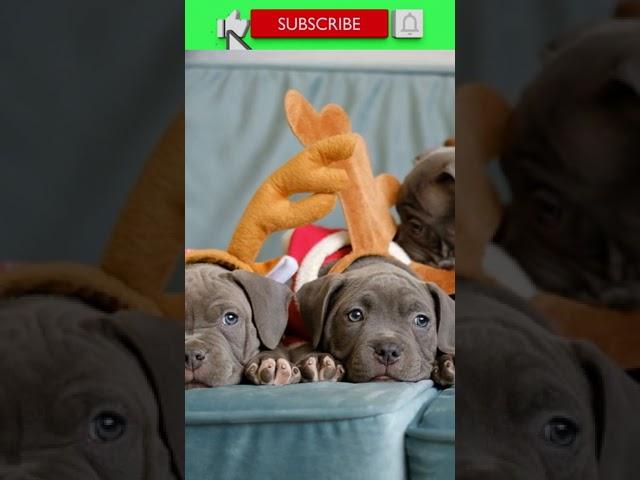 #FACTS 120: FACTS ABOUT DOGS YOU DIDN'T KNOW! AMERICAN BULLIES #shorts