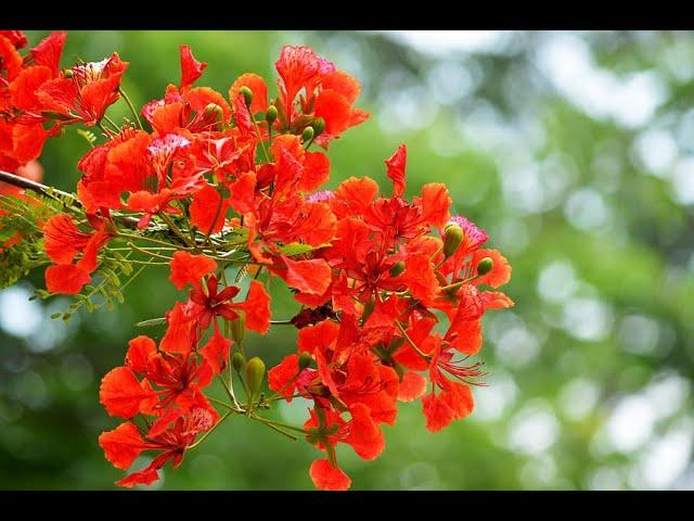 FLAMBOYANT