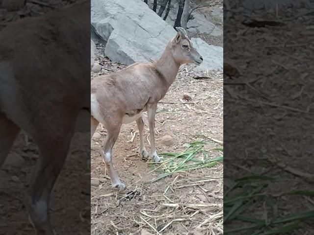 Lily (a female Urial)#best #viral #shorts #wildlife #nature #conservation #no1