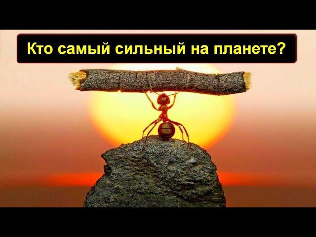 Кто самый сильный на планете? Самые сильные животные!