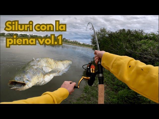 Siluri con la piena vol.1 -  Angry catfish