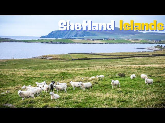 A Journey Through the Shetland Islands: Nature, History, and Culture