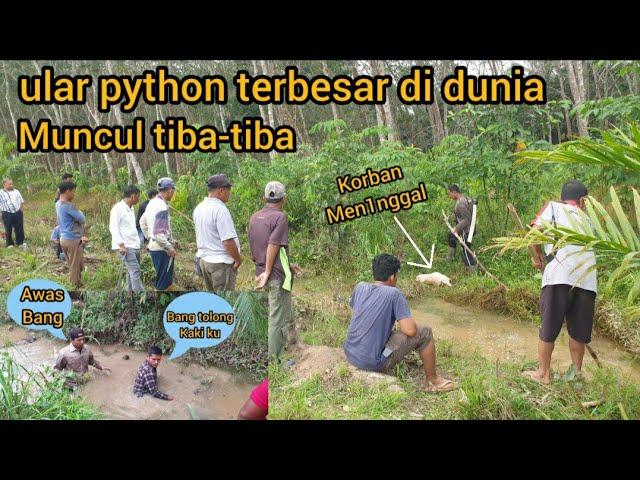 PENGEJARAN MONSTER ULAR PYTHON TERBESAR DI AIR SAMPAI JATUH KORB4N GILA BESAR BANGET