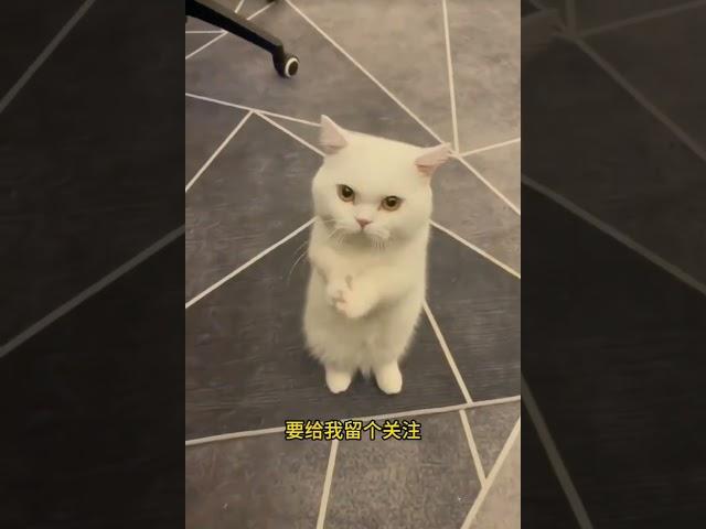 貓界最聰明的五種貓咪。