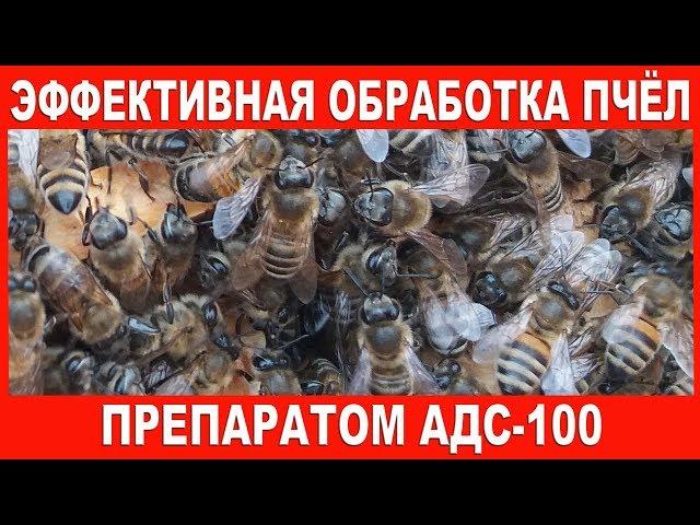 Эффективная обработка пчёл препаратом АДС-100 | Processing of bees ADS-100