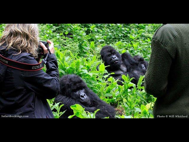 Gorilla Going Back in Forest After Meeting People in The Village  #SloggerVlogger #gorilla