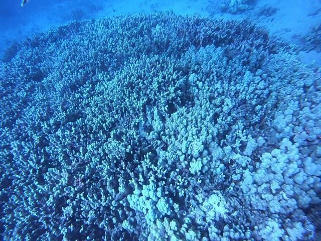 Nice Eel during Scuba dive off Kaanapali