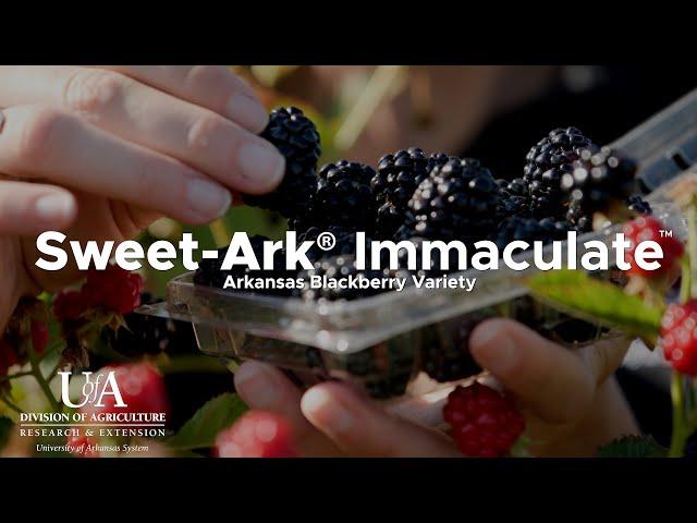 Sweet-Ark® Immaculate™ Blackberry | Arkansas Fruit Breeding Program