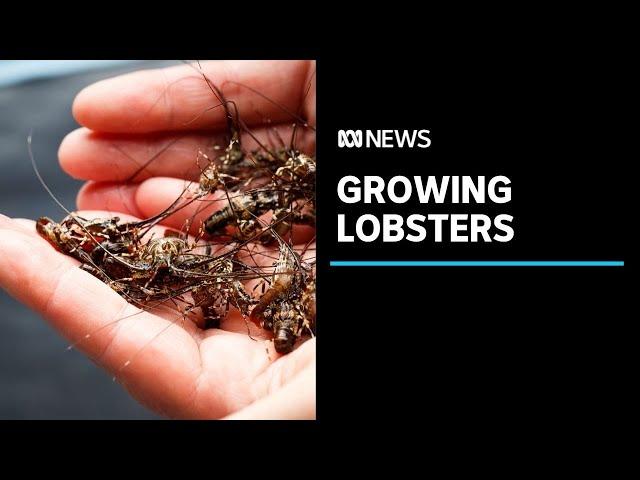 How to grow lobsters on land: The pioneers trying to develop an on-shore industry | ABC News