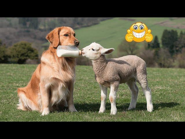 Funniest Animal Videos 2024  - Funny Cats And Dogs Videos 