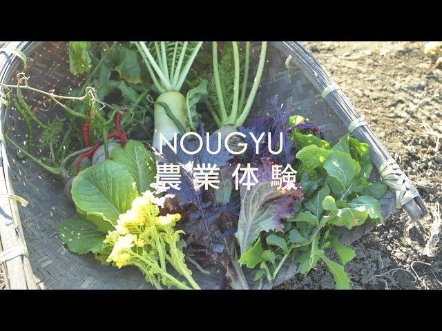 東京農夫體驗遊　Agricultual experiences in Tokyo　一年四季都有野菜收穫祭！　和風體驗遊　日本旅遊