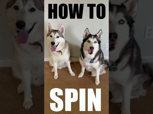 Teach Your Husky Dog To Spin In 60 Seconds!!!