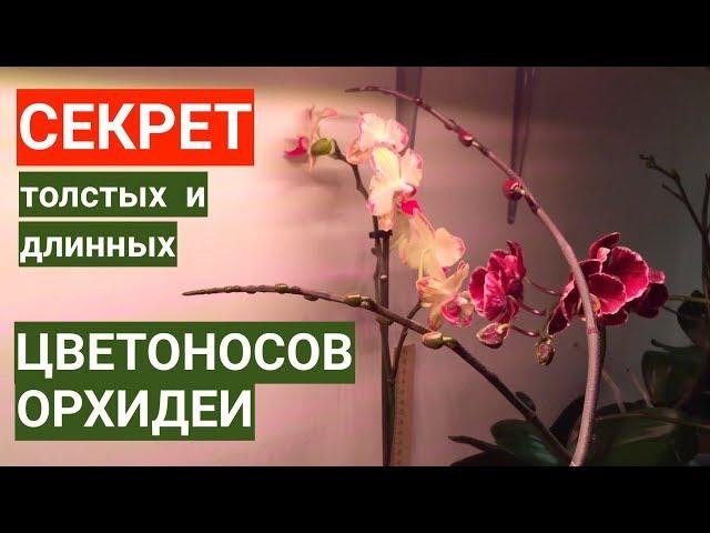 простой СЕКРЕТ толстых и длинных ЦВЕТОНОСОВ ОРХИДЕЙ