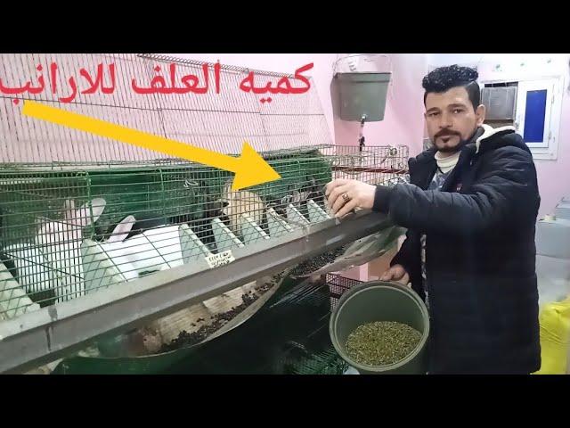 كميه العلف للارانب لتجنب الانتفاخ الخساره.. (حلقه 658)