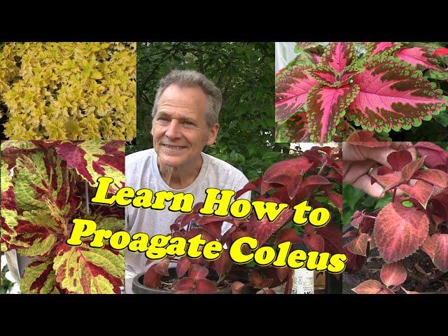 Coleus Plants, propagate and split these Great Plants